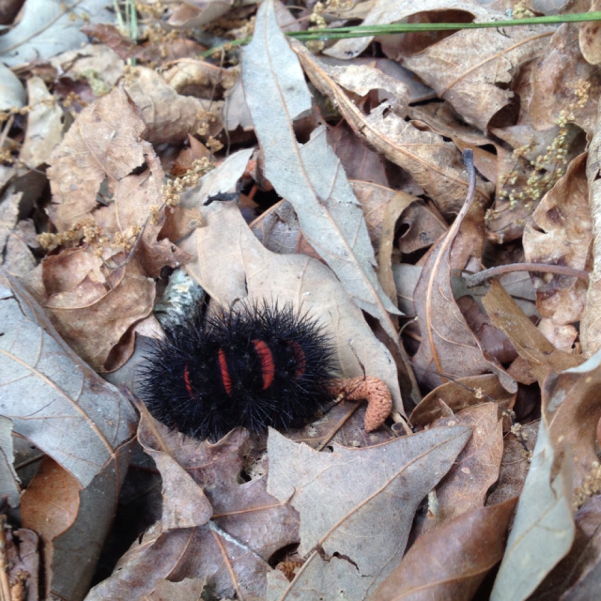 Giant Leopard Moth Caterpillar