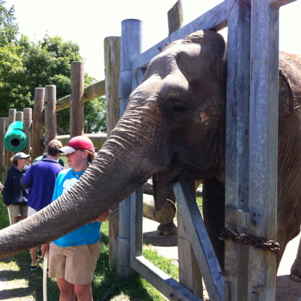 Asian elephant