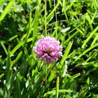 Red clover