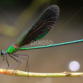 Metalic by A Friyana Wiradikarta - Animals Insects & Spiders