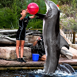 Dolphin playing whith ball! by Renos Hadjikyriacou -  