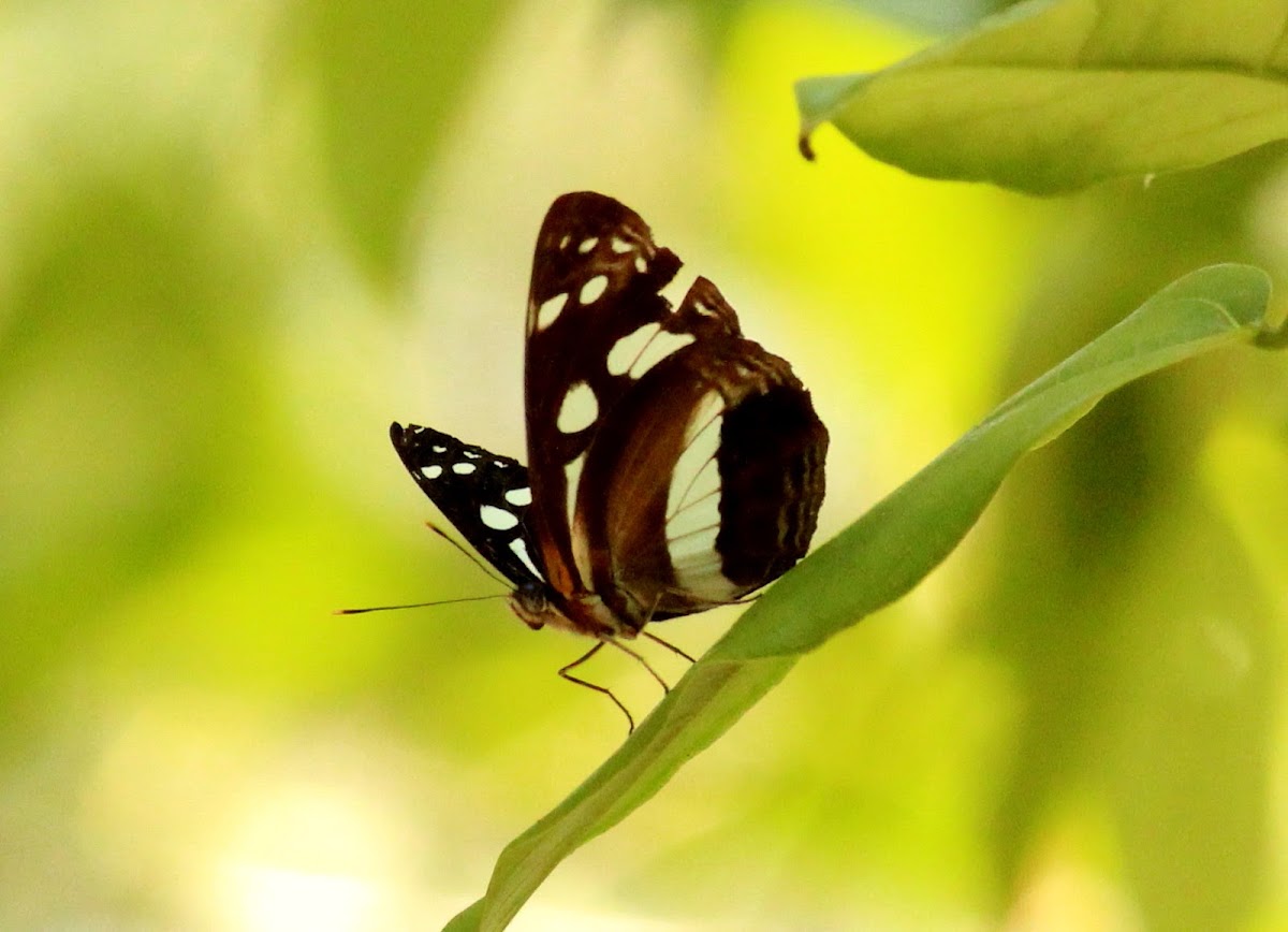 White-banded Plane or Common Plane
