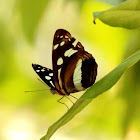 White-banded Plane or Common Plane