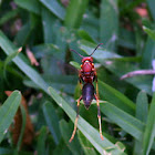 Red Paper Wasp or North American Paper Wasp