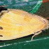 Erebidae, Lymantriinae