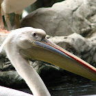 Great White Pelican