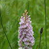 Common Spotted Orchid