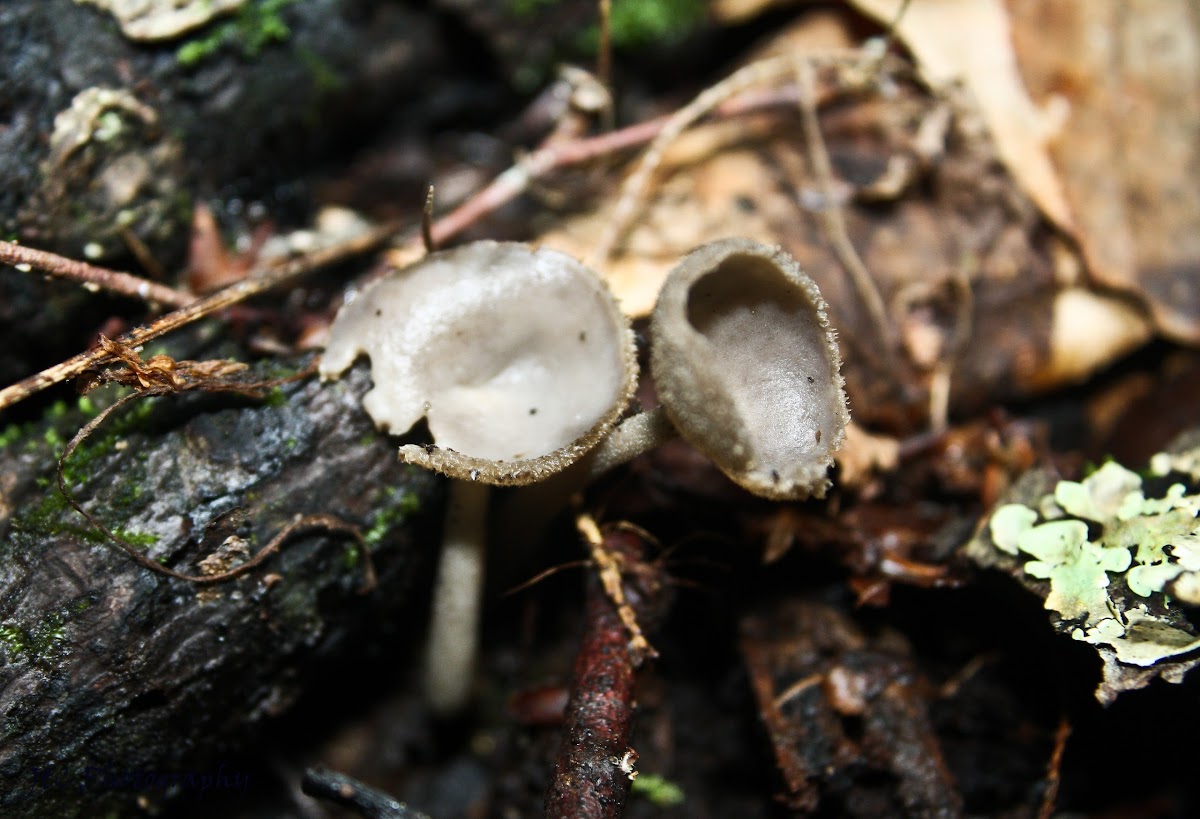 Helvella Cup Fungus