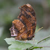 Tiger-striped Leafwing