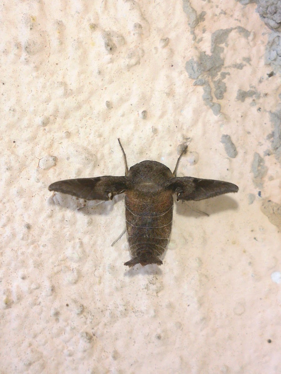 Brown Hawk Moth