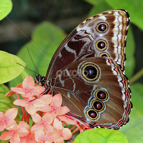 Blue Morpho by Sandra Blair - Animals Insects & Spiders