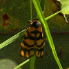 Lydia Lichen Moth -♀
