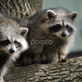 Racoons   by Debbie Annable Carr - Animals Other Mammals
