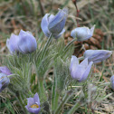 pasque flower, meadow anemone