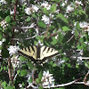 Western Tiger swallowtail