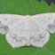 geometer moth