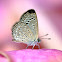 Pale Grass Blue Butterfly
