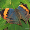 Orange Oakleaf Butterfly