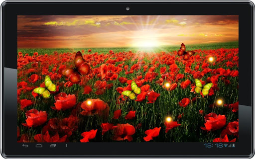 免費下載個人化APP|Poppy Flower HD Live Wallpaper app開箱文|APP開箱王