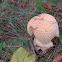 Amanita Mushroom