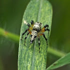 Mimic Jumping Spider (female)