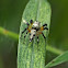 Mimic Jumping Spider (female)