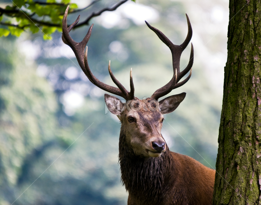 Red Deer Stag - Cervus elaphus by Karen Appleyard - Animals Other Mammals ( deer, stalking, antlers, cervus elaphus, tree, majestic, regal, red deer, grand, stunning, scottish, scotland, head, stag, mammal, uk, animal, looking )