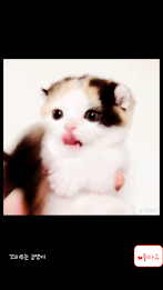 Animal collection umjjal poster 9