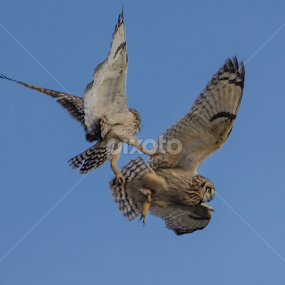 Owls locked by Eddie Murdock - Animals Birds