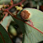 Mountain Hickory Wattle Leaf gall