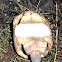 Gopher Tortoise Shell