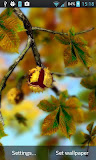 Autumn Leaves in HD Gyro 3D XL  Parallax