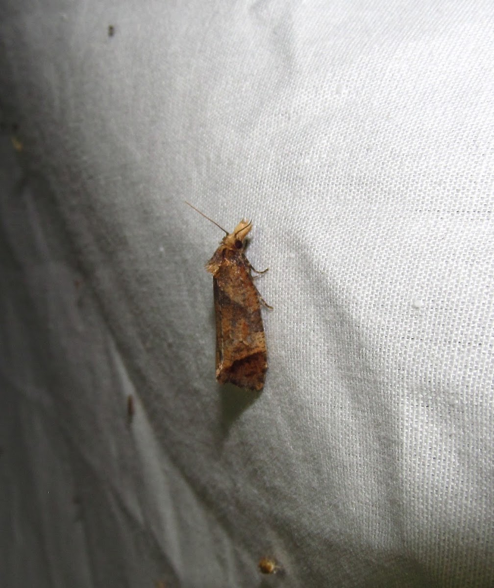Cochylini moth