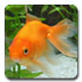 aniPet Goldfish Live Wallpaper Apk