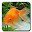 aniPet Goldfish Live Wallpaper Download on Windows