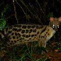 small spotted genet
