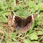 Blue Pansy