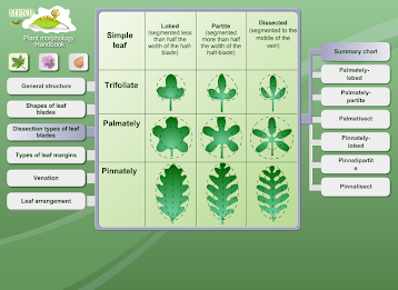 Biology - Plant Morphology poster 14