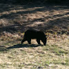 American Black Bear