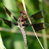 Common whitetail dragonfly