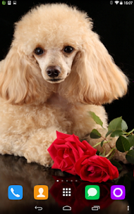 How to mod Poodle Live Wallpaper 1.1.1 mod apk for laptop