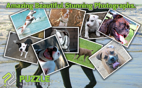 How to install Pitbull Dog Puzzle Games patch 3.1.6 apk for android