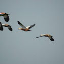 Ruddy Shelduck aka Brahminy Duck