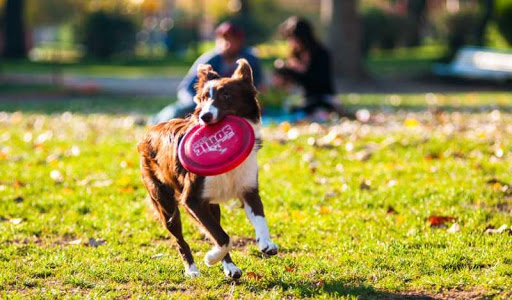 Border Collie Dog