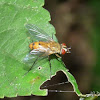 Tachinid Fly