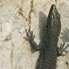 Sharp-snouted Rock Lizard