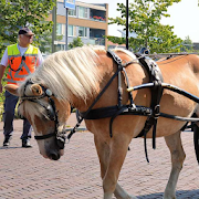 Horse-drawn Vehicle Puzzle  Icon