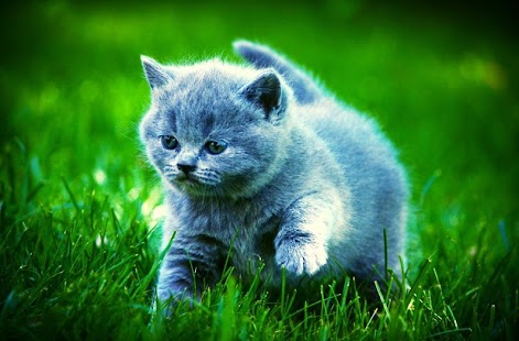 Cat Live Wallpaper Screenshots 5