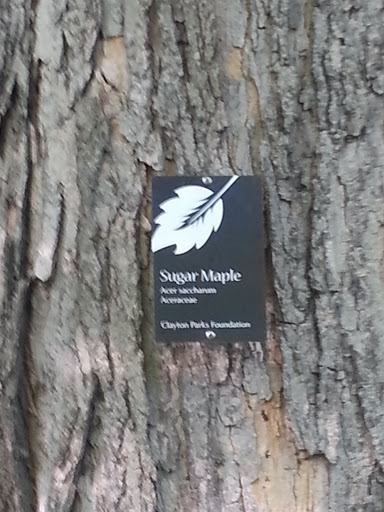 Sugar Maple Plaque