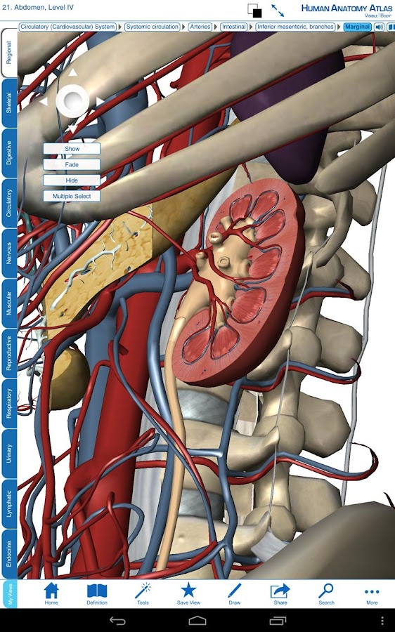 Human Anatomy Atlas - screenshot